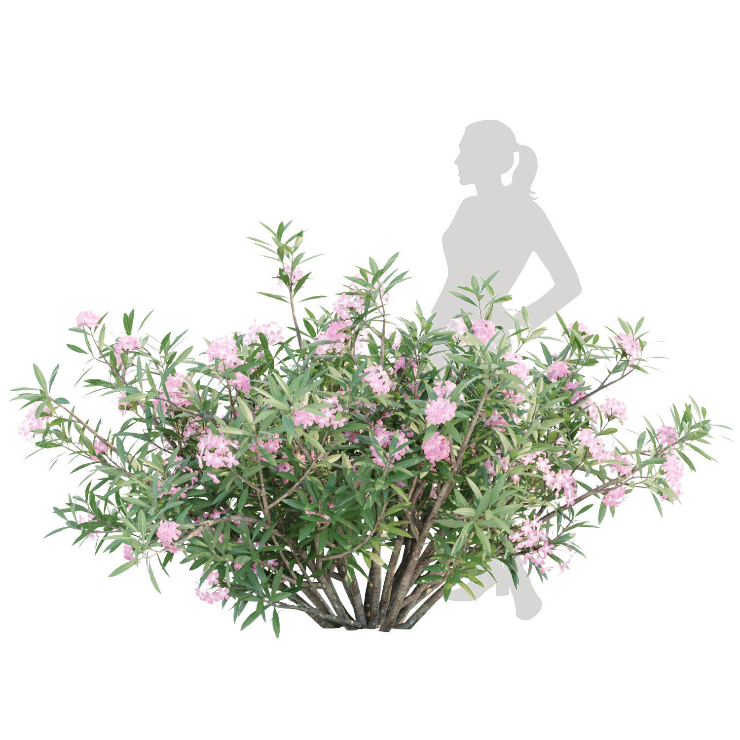 60 Bush models collection vol 10 3D Model _39