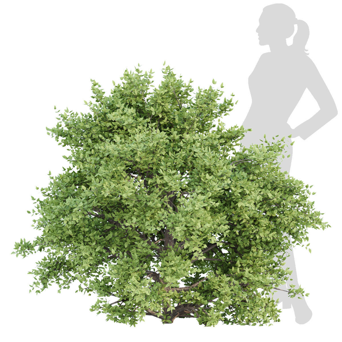 60 Bush models collection vol 10 3D Model _61