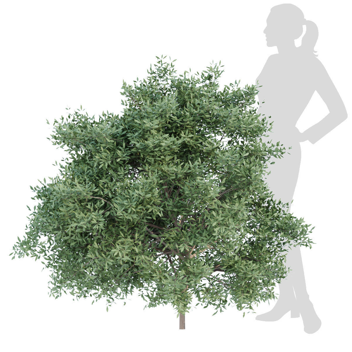 60 Bush models collection vol 10 3D Model _60