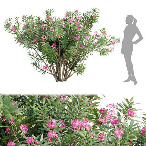 60 Bush models collection vol 10 3D Model 3D Model Pack 5