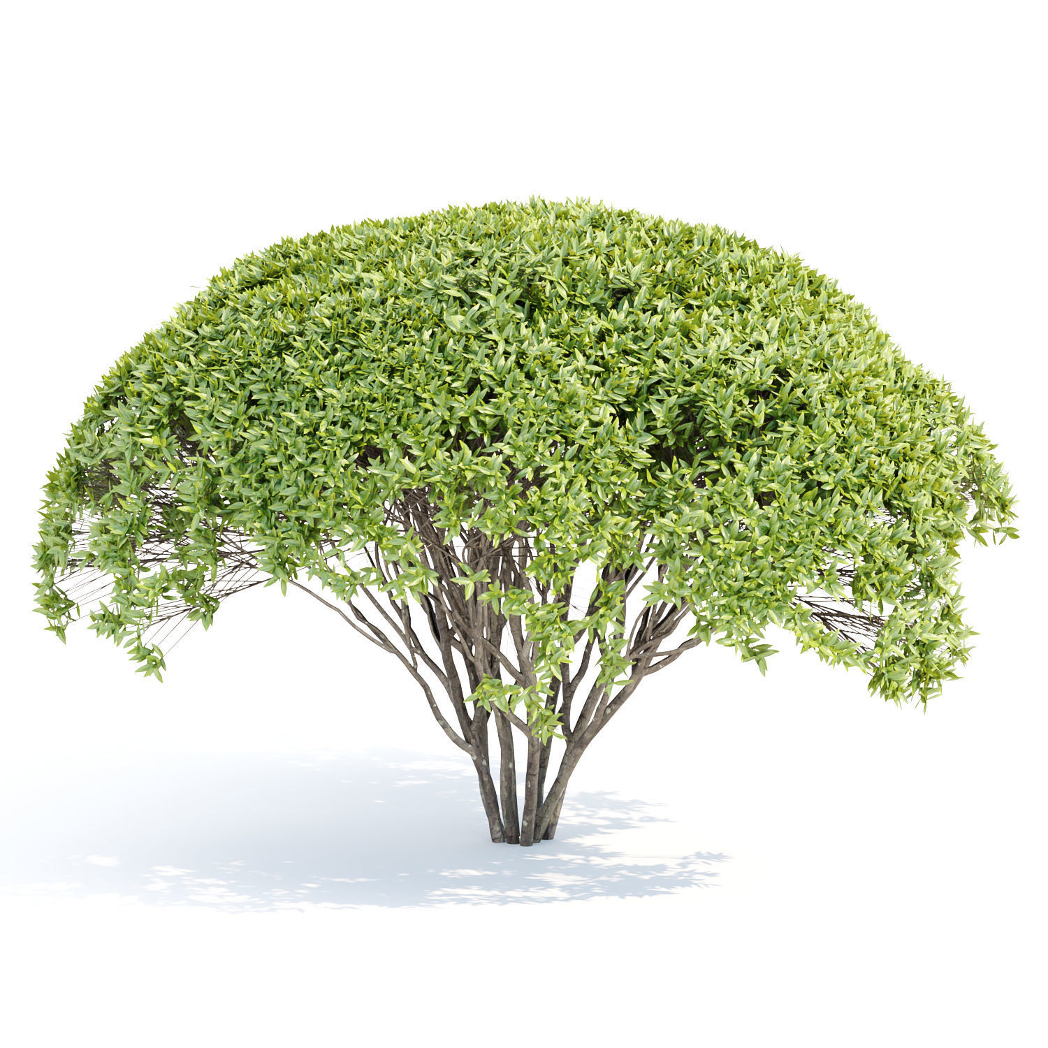 60 Bush models collection vol 10 3D Model _15