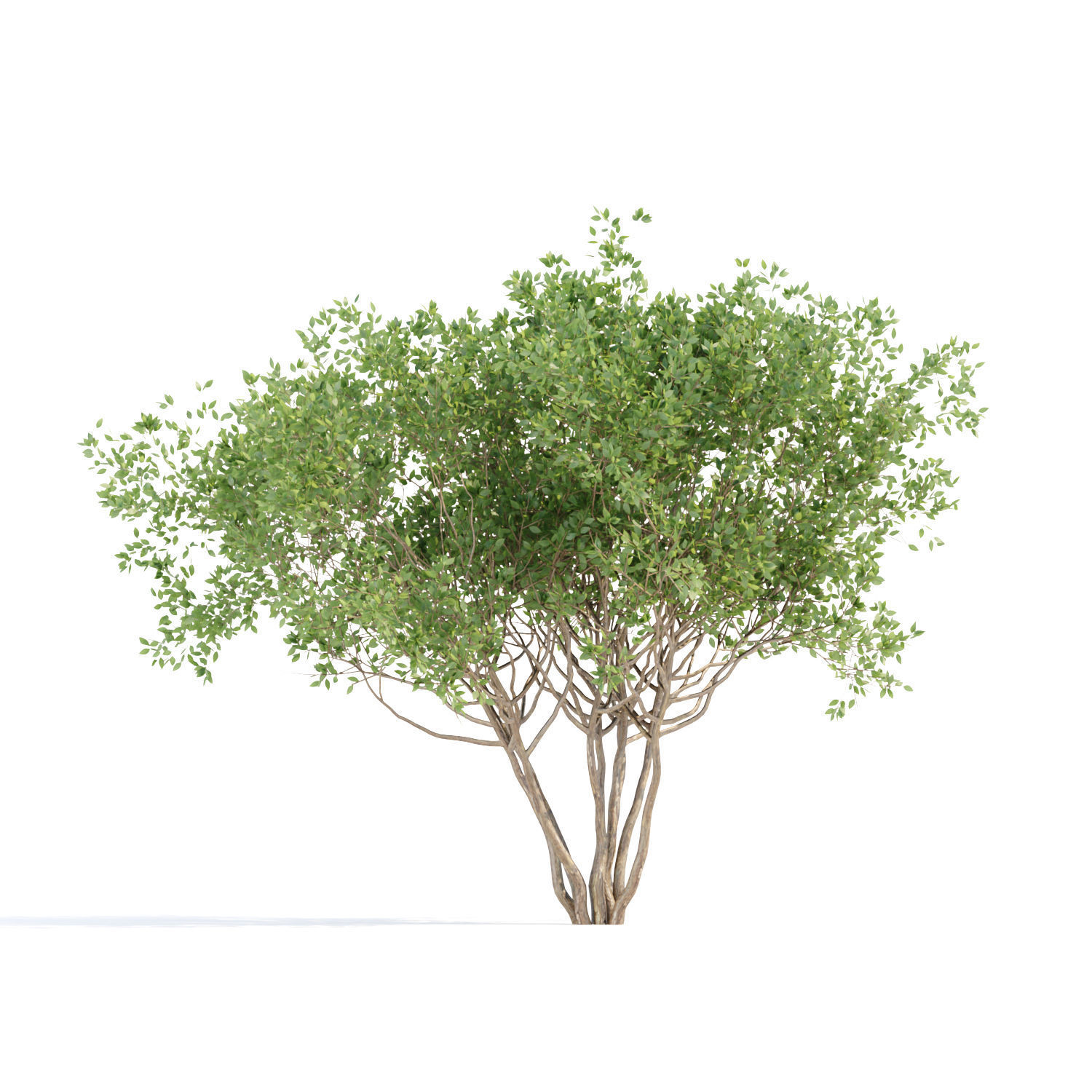 60 Bush models collection vol 10 3D Model _31