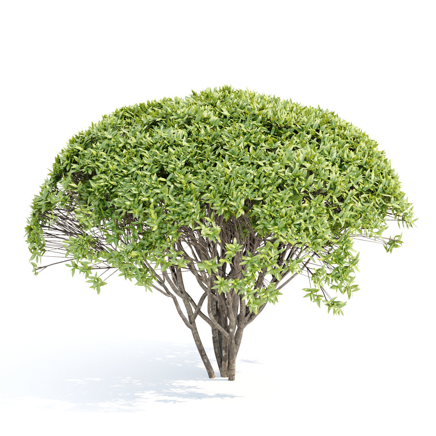 60 Bush models collection vol 10 3D Model _16