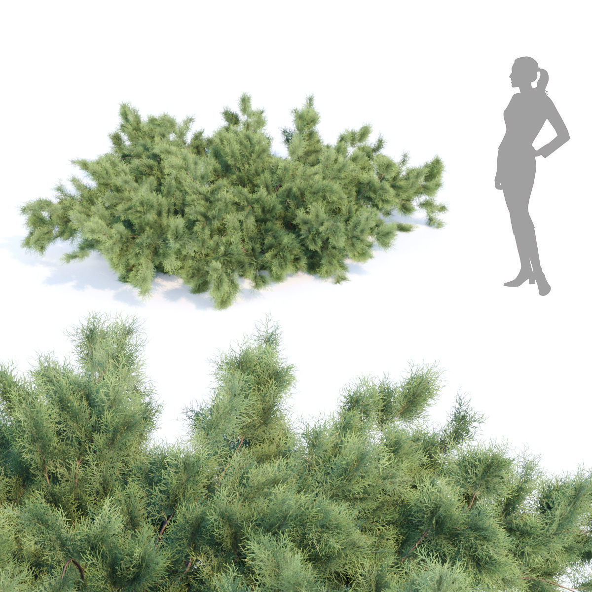 60 Bush models collection vol 10 3D Model _56