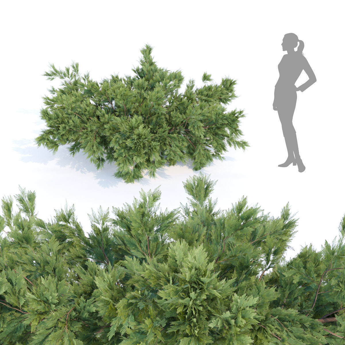 60 Bush models collection vol 10 3D Model _57