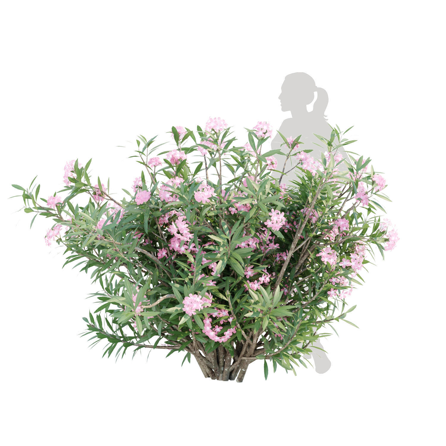 60 Bush models collection vol 10 3D Model _38