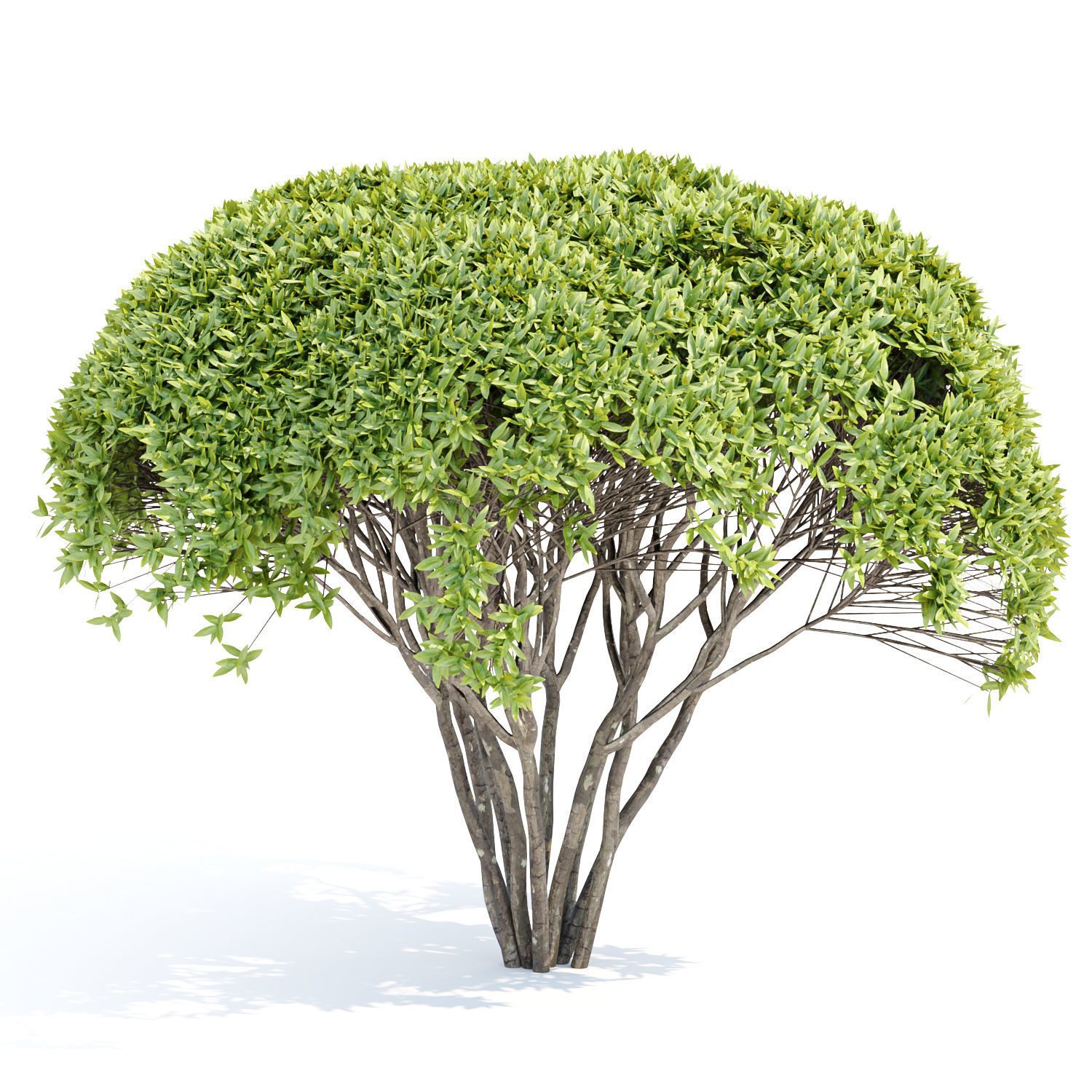 60 Bush models collection vol 10 3D Model _18