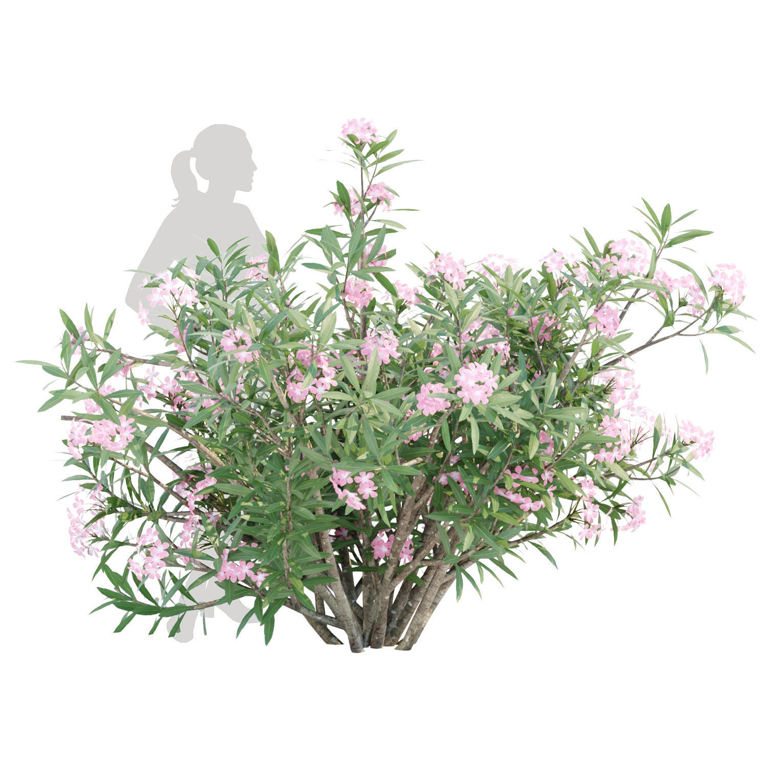 60 Bush models collection vol 10 3D Model _40