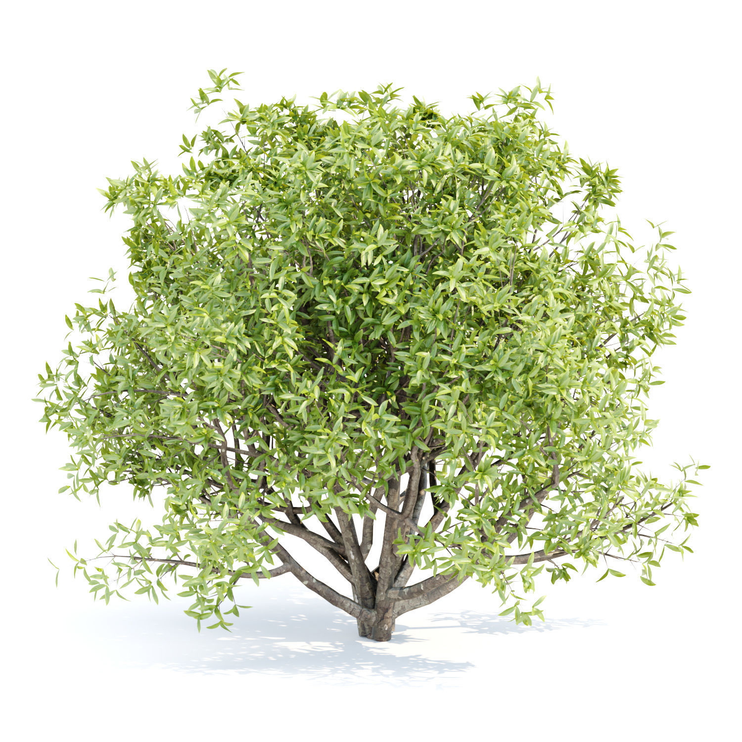 60 Bush models collection vol 10 3D Model _24