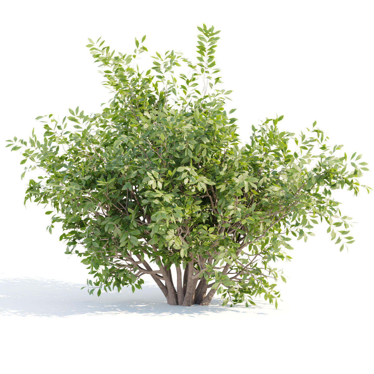 60 Bush models collection vol 10 3D Model _43