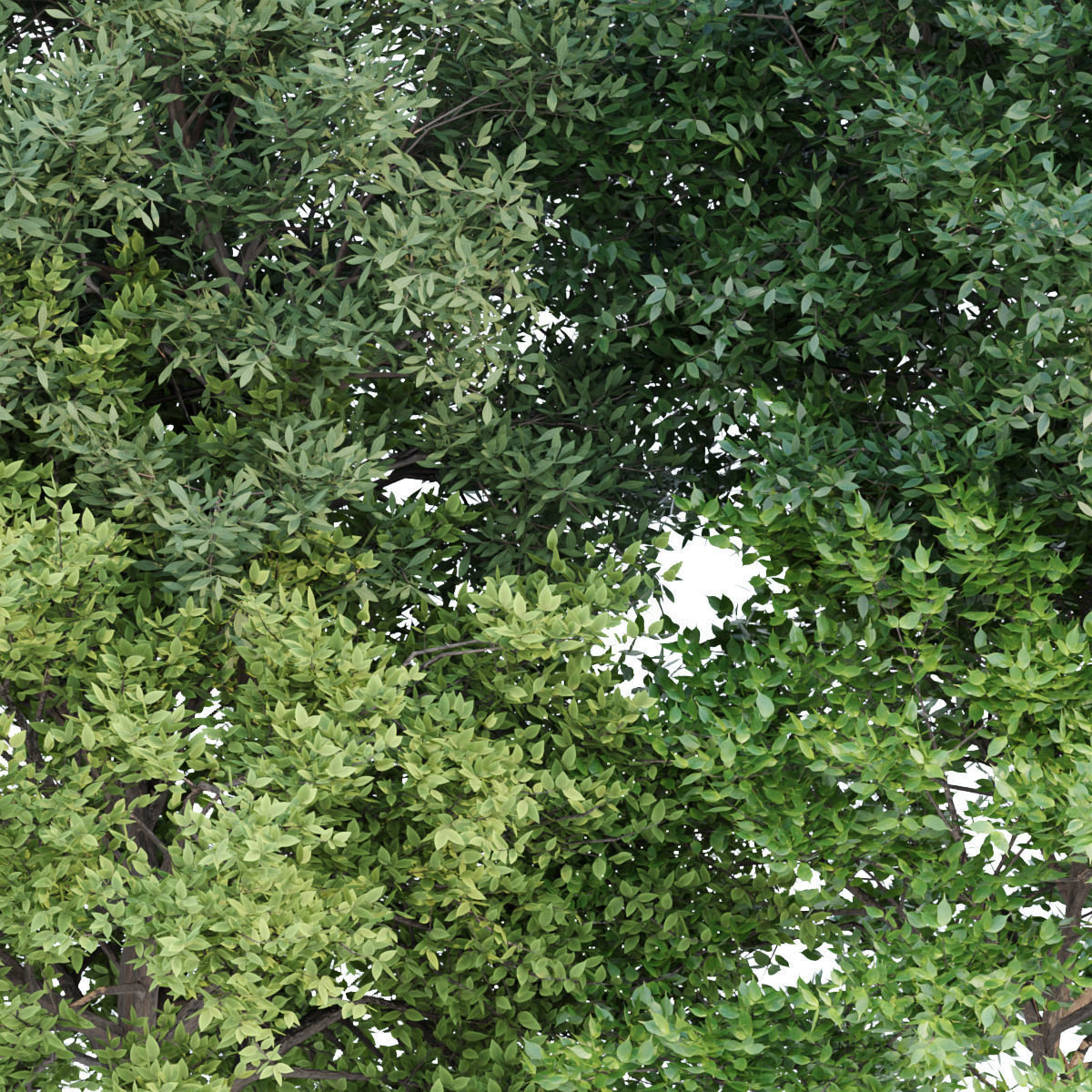 60 Bush models collection vol 10 3D Model _64