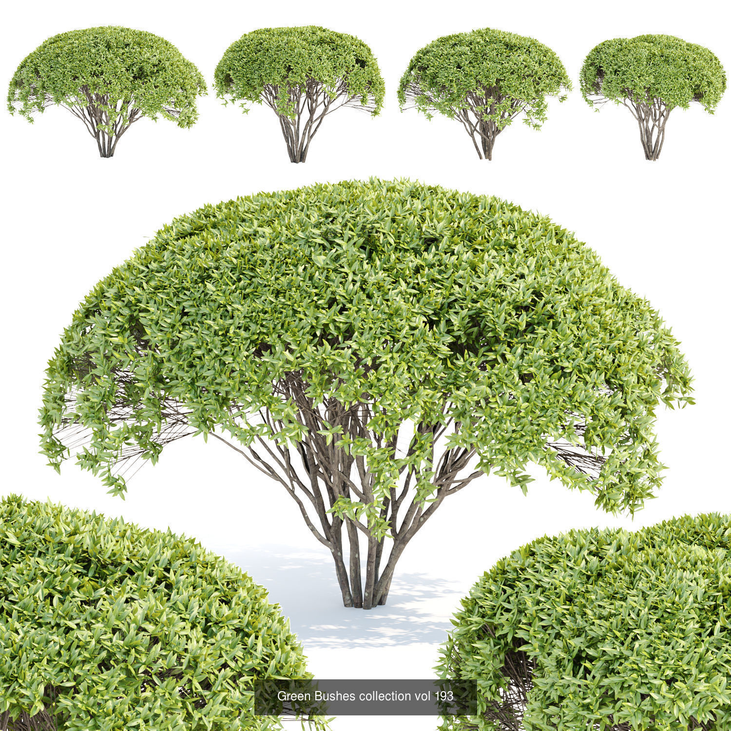 60 Bush models collection vol 10 3D Model _14