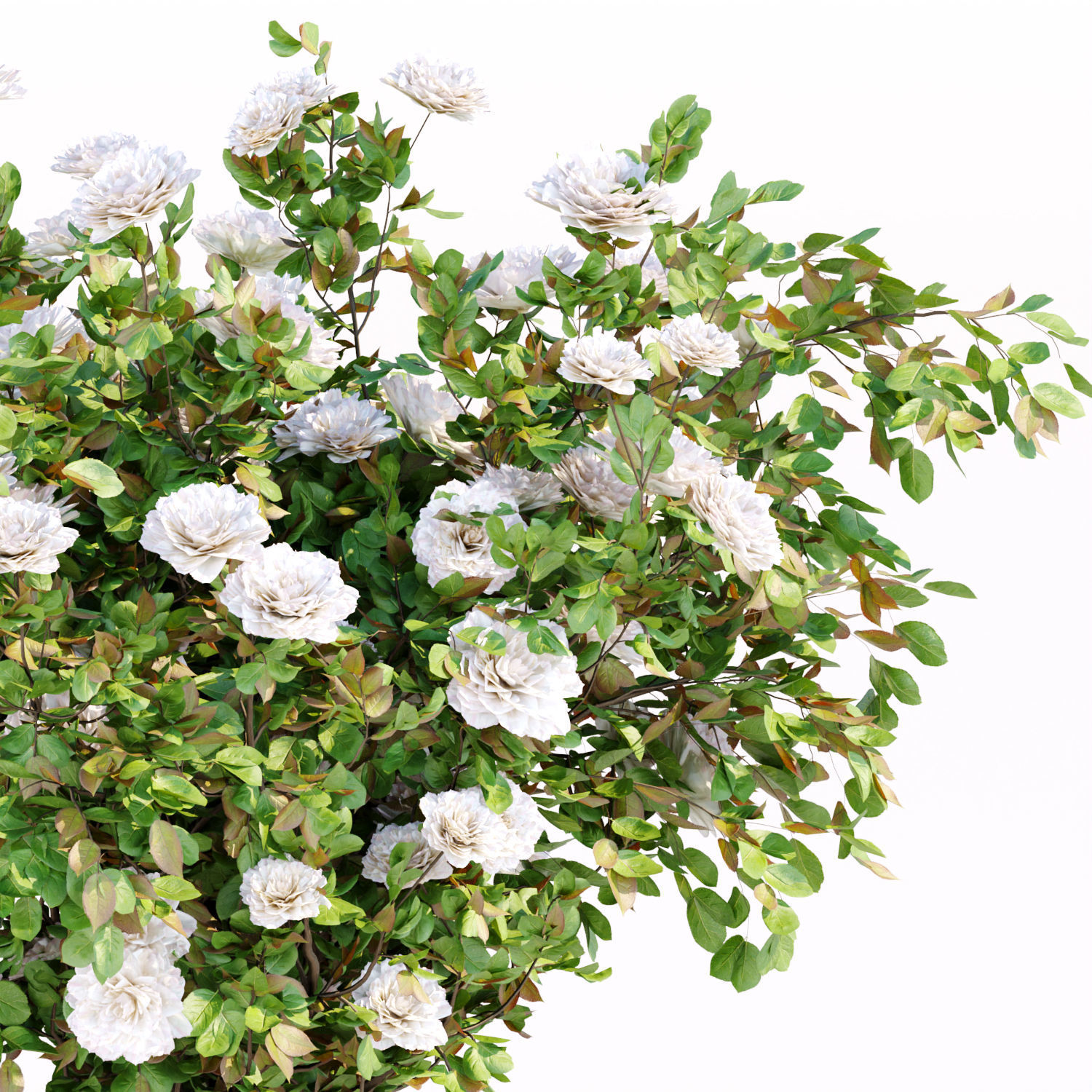 60 Bush models collection vol 10 3D Model _13