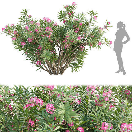 60 Bush models collection vol 10 3D Model 3D Model Pack 7