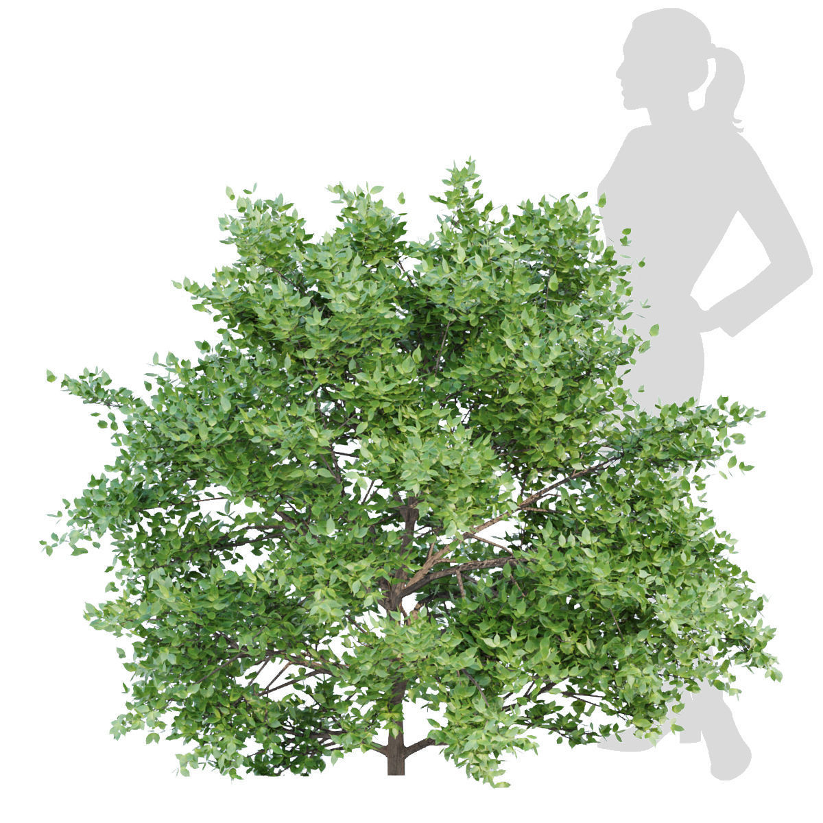 60 Bush models collection vol 10 3D Model _62