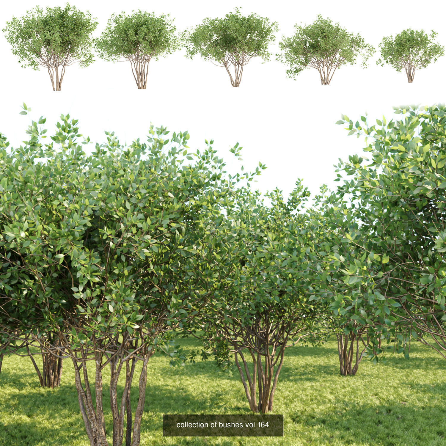 60 Bush models collection vol 10 3D Model _30