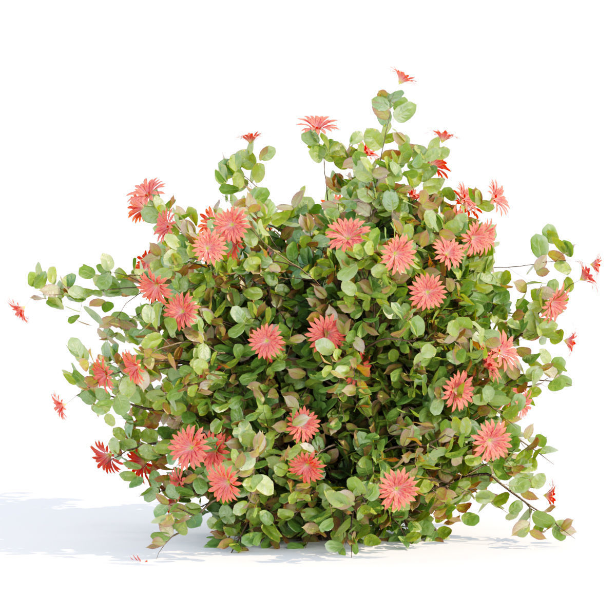 60 Bush models collection vol 10 3D Model _87