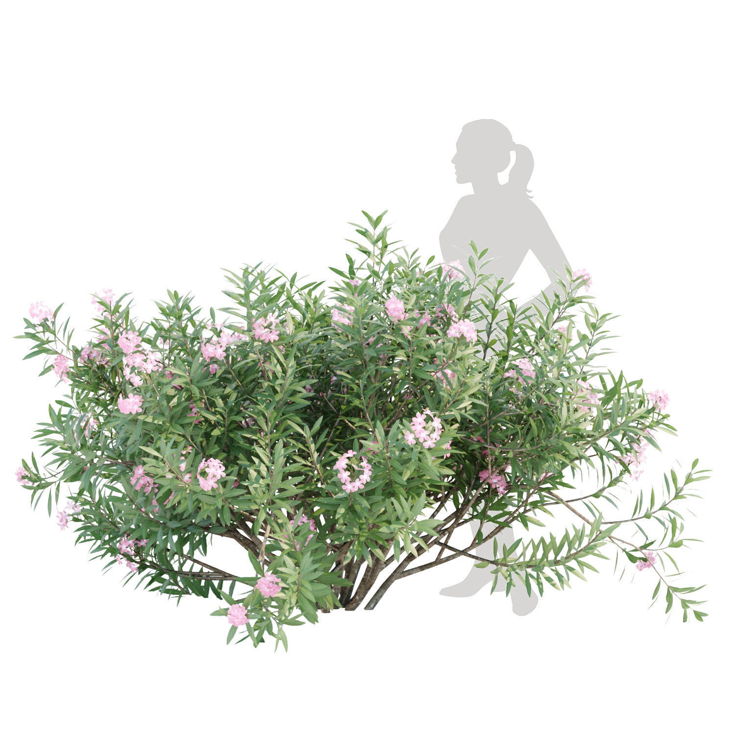 60 Bush models collection vol 10 3D Model _37