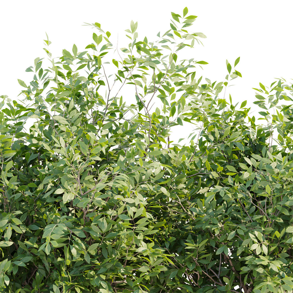 60 Bush models collection vol 10 3D Model _47