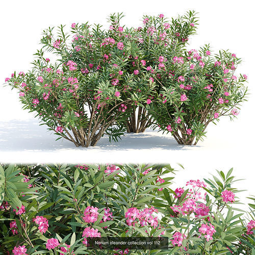 60 Bush models collection vol 10 3D Model 3D Model Pack 4