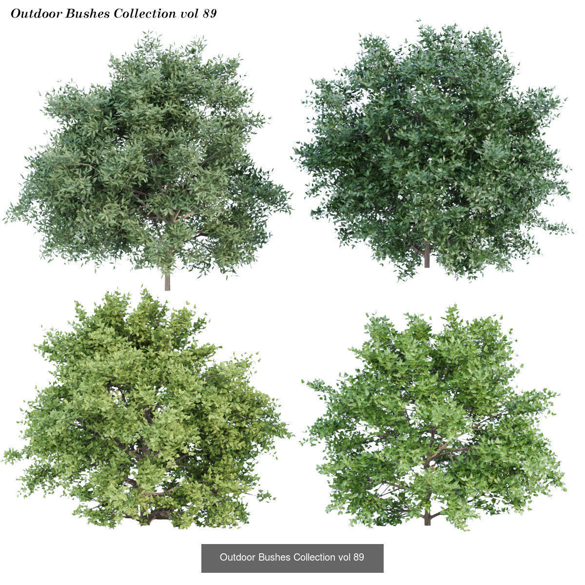 60 Bush models collection vol 10 3D Model _27