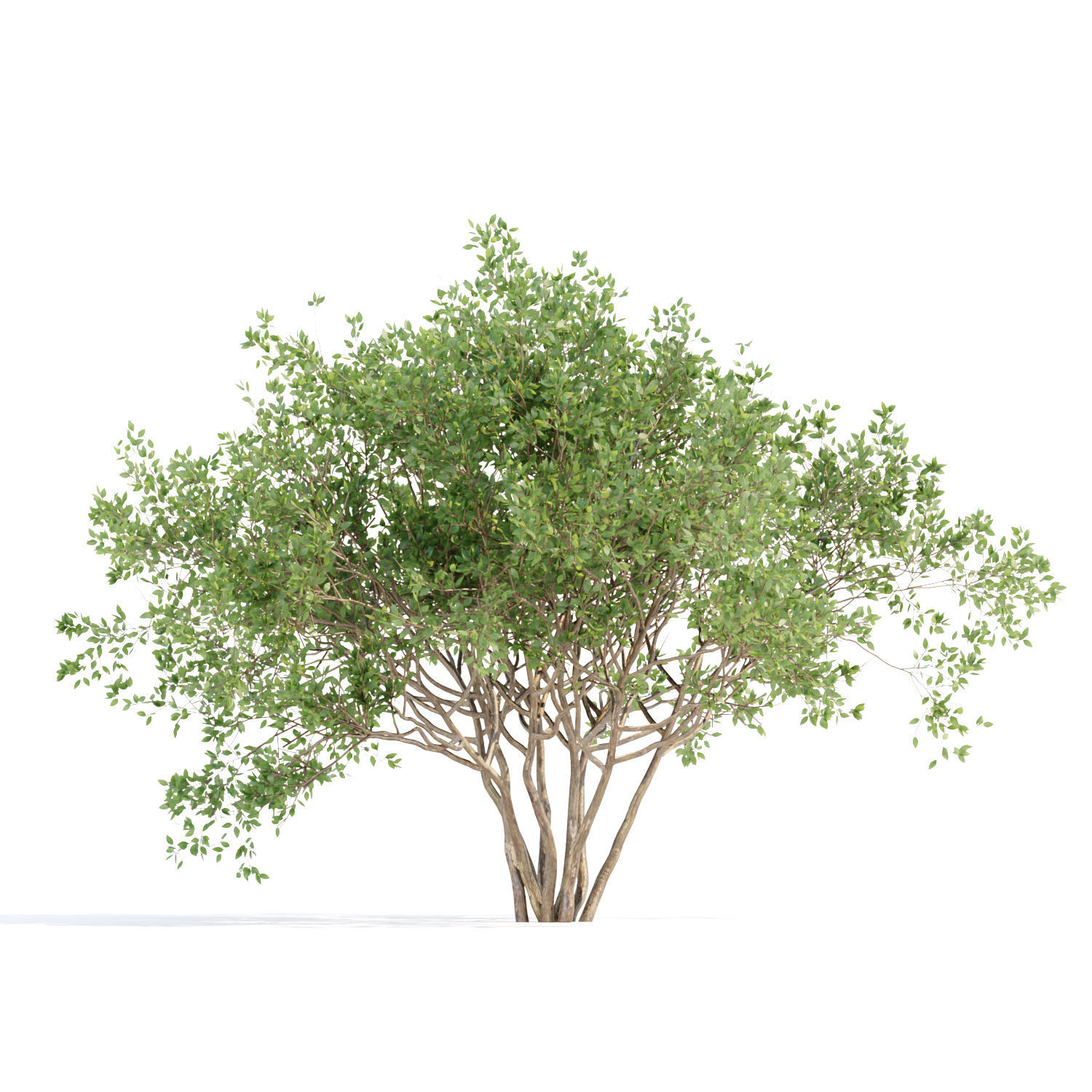 60 Bush models collection vol 10 3D Model _32