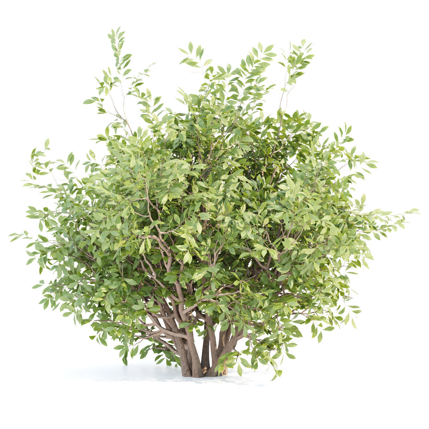 60 Bush models collection vol 10 3D Model _52