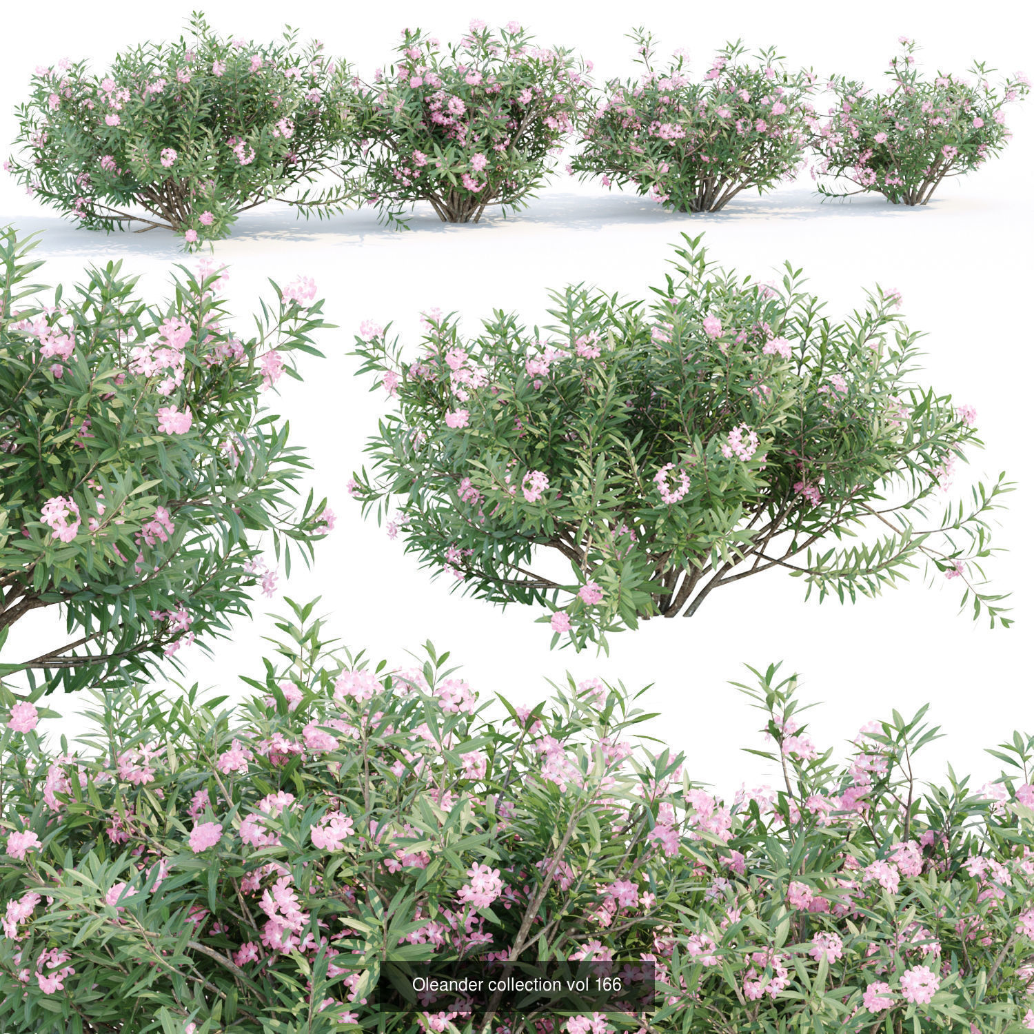 60 Bush models collection vol 10 3D Model _36