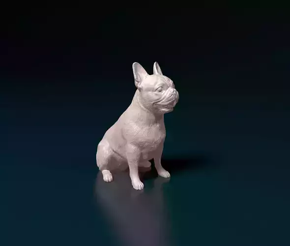 French bulldog 011