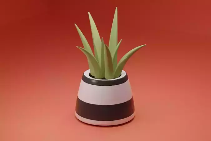 Aloe vera plant