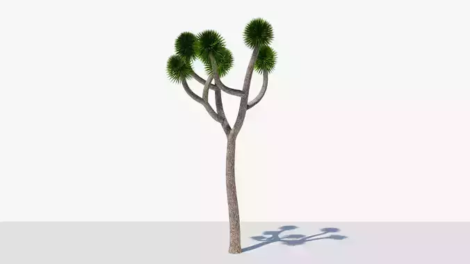 Joshua Tree or Yucca Palm v3 Low-poly 3D model