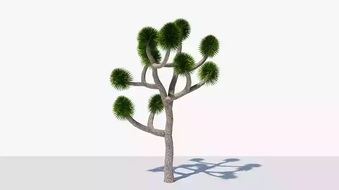 Joshua Tree or Yucca Palm v4 Low-poly 3D model