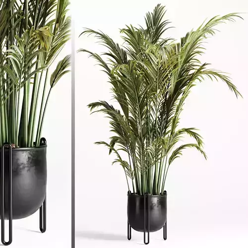Areca Palm Indoor - set002