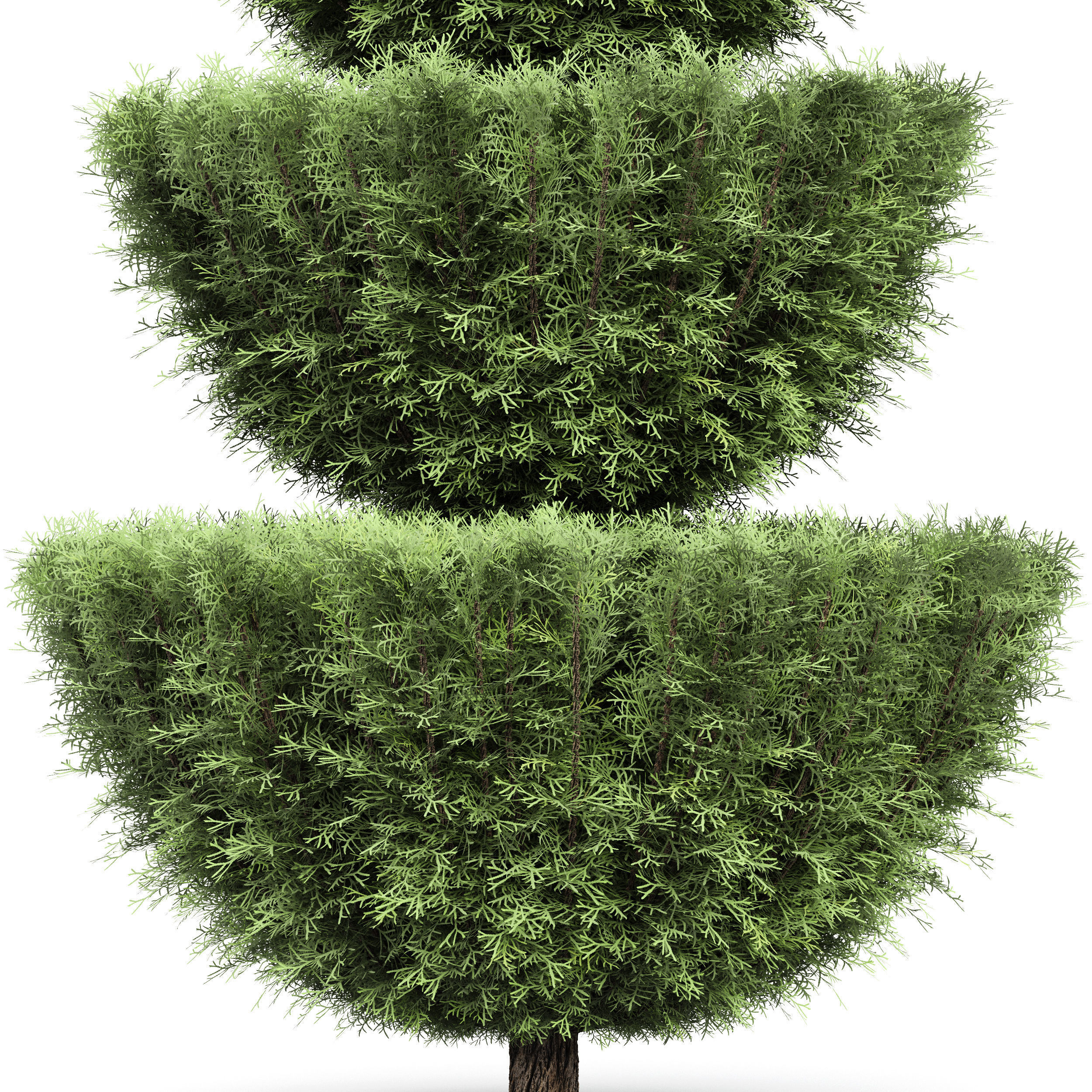 Plant Beloved Cypress trees Juniperus chinensis Spartan Taylor 3D model_3