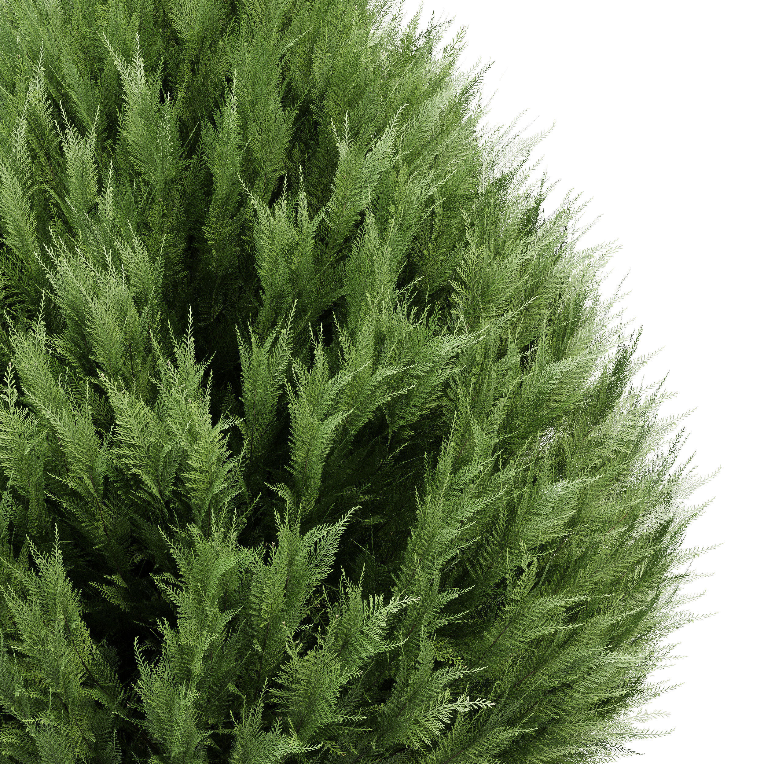 Plant Beloved Cypress trees Juniperus chinensis Spartan Taylor 3D model_1