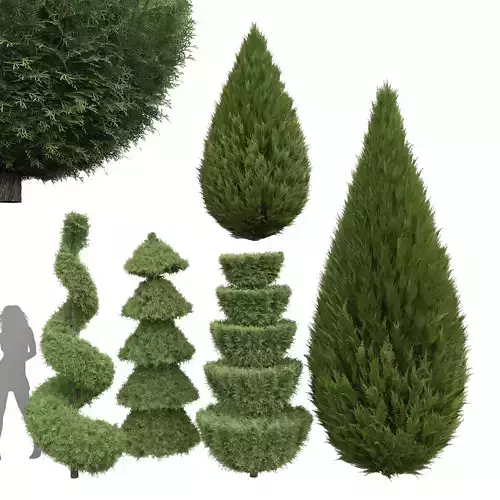 Plant Beloved Cypress trees Juniperus chinensis Spartan Taylor 3D model