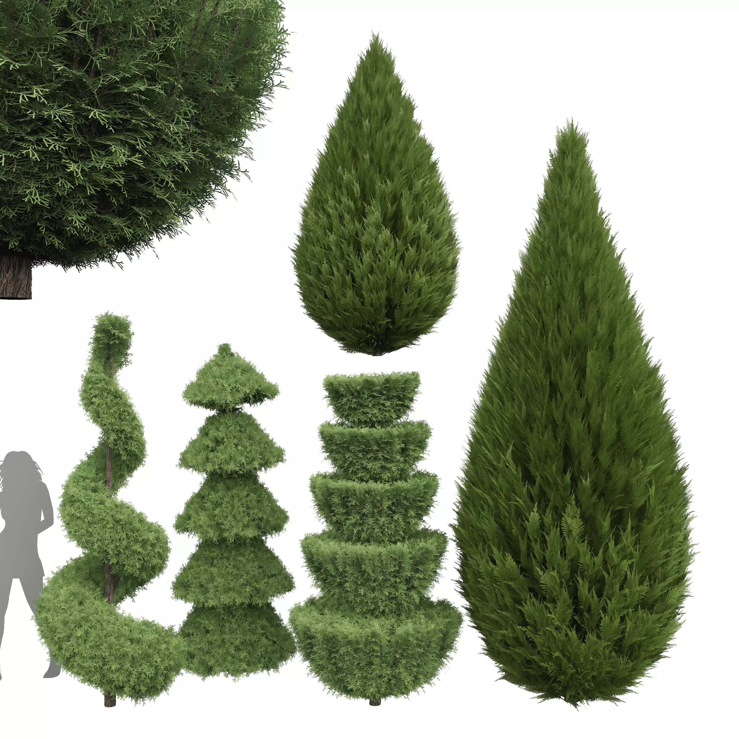 Plant Beloved Cypress trees Juniperus chinensis Spartan Taylor 3D model_0