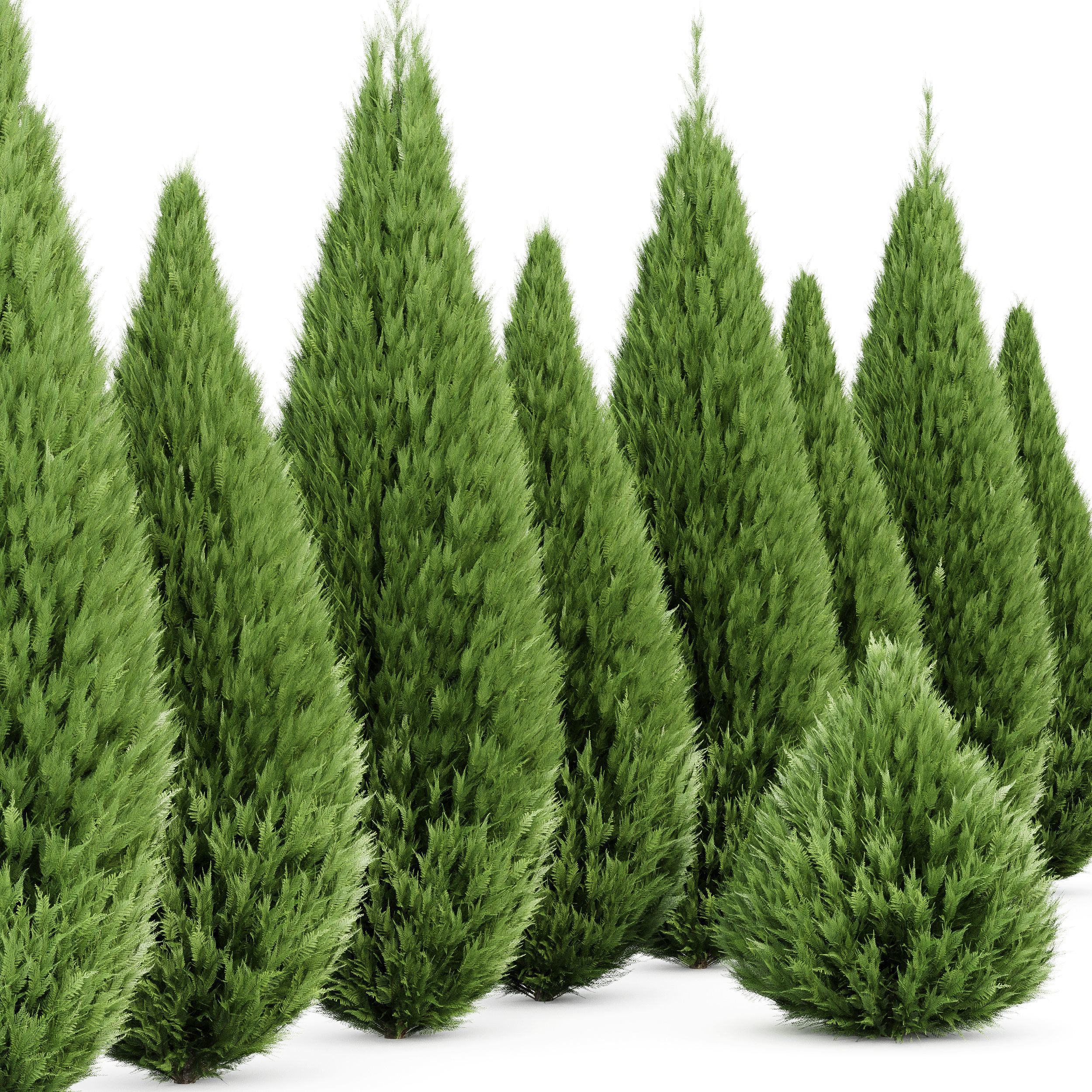 Plant Beloved Cypress trees Juniperus chinensis Spartan Taylor 3D model_4