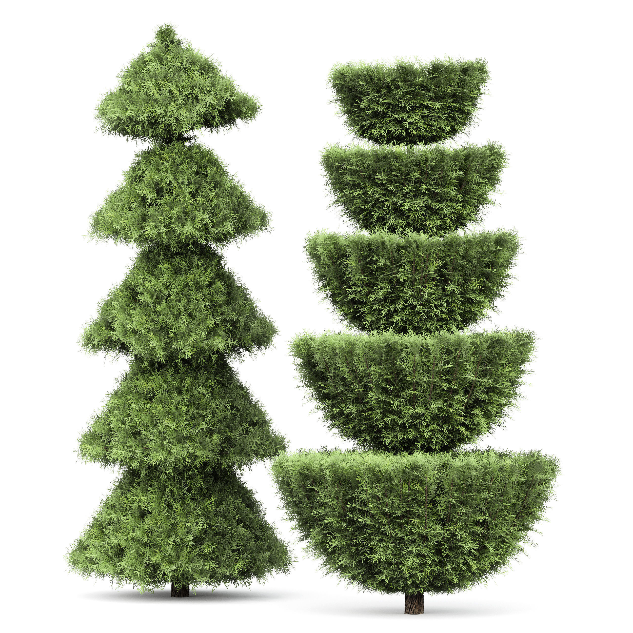 Plant Beloved Cypress trees Juniperus chinensis Spartan Taylor 3D model_2