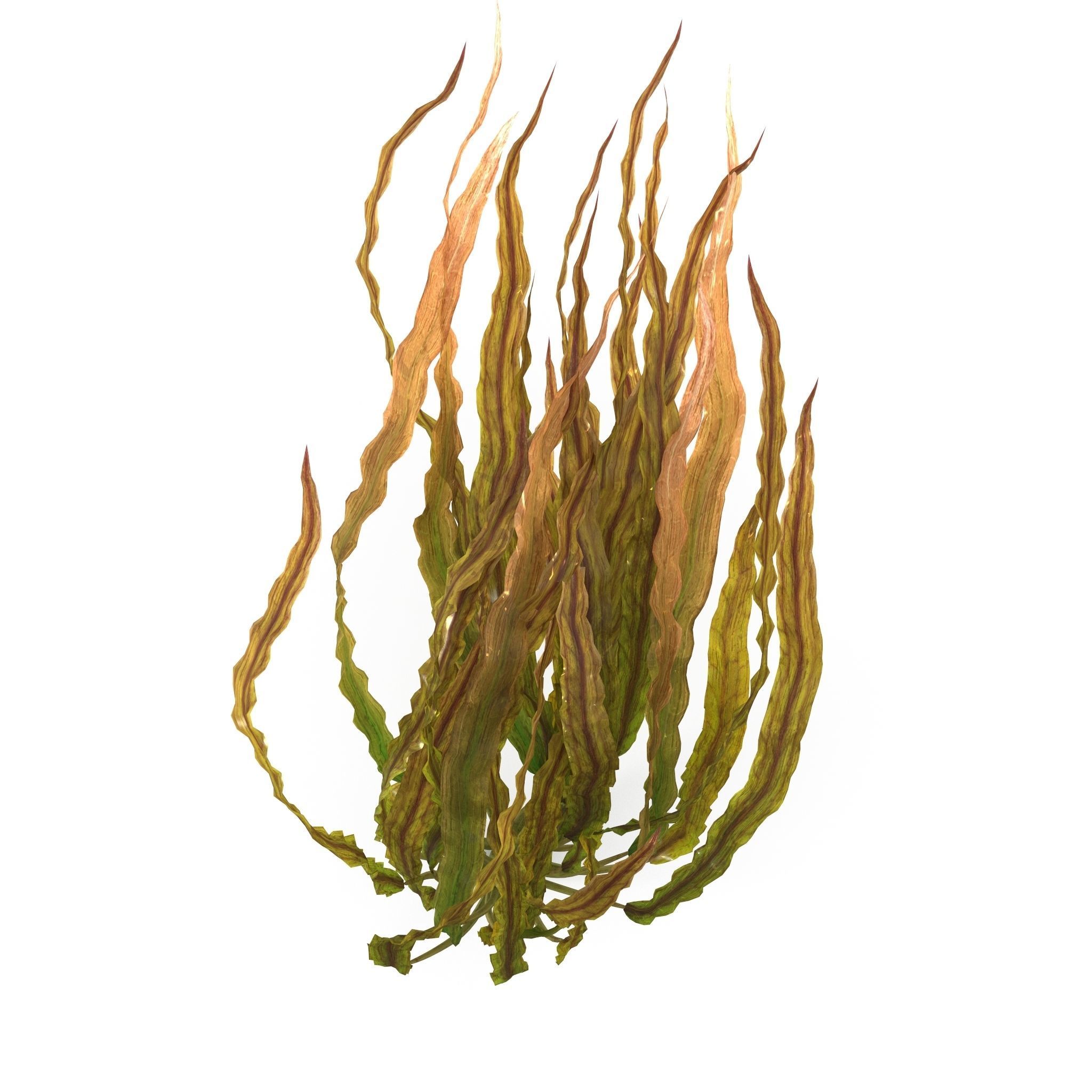 Cryptocoryne spiralis bend 3D model_2