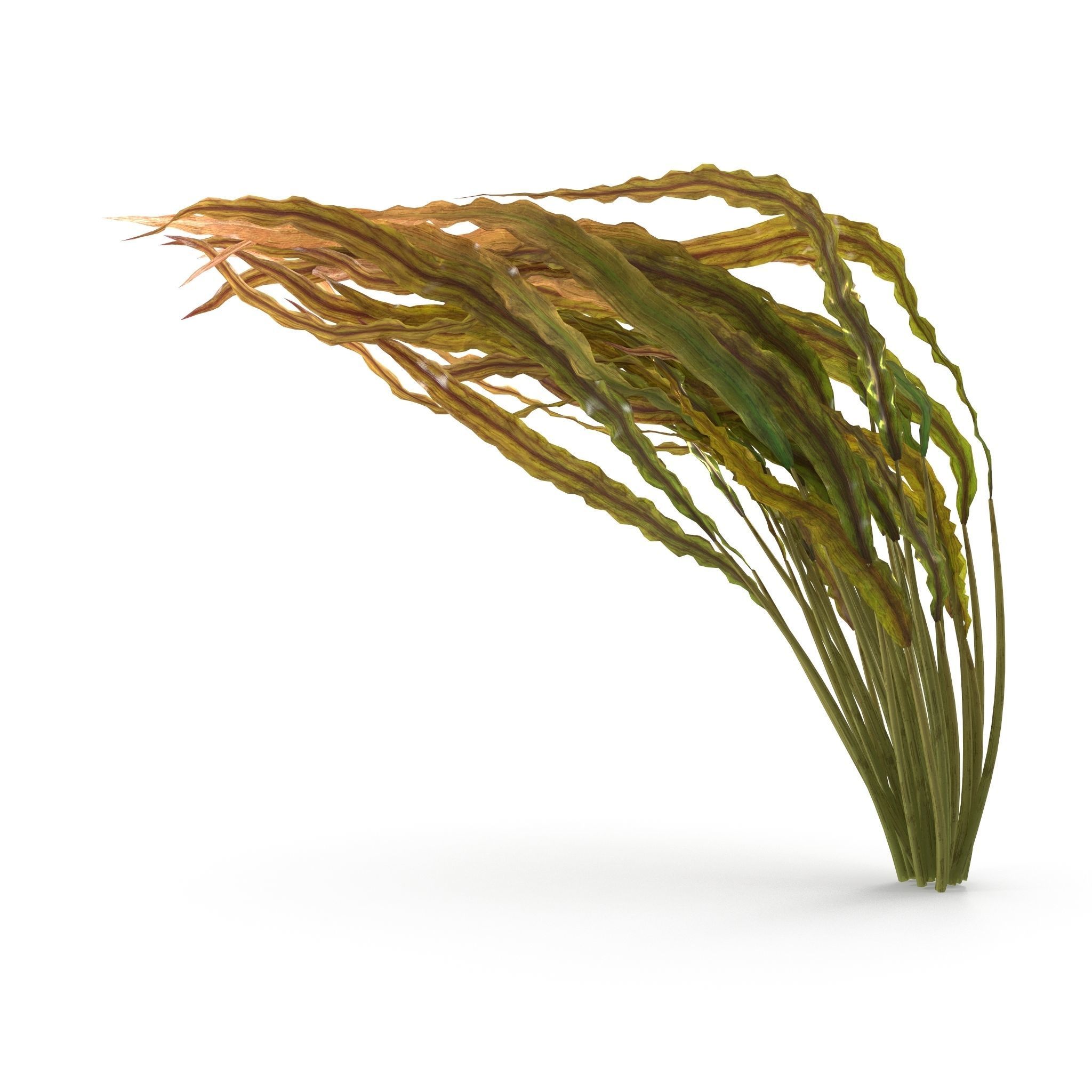 Cryptocoryne spiralis bend 3D model_5