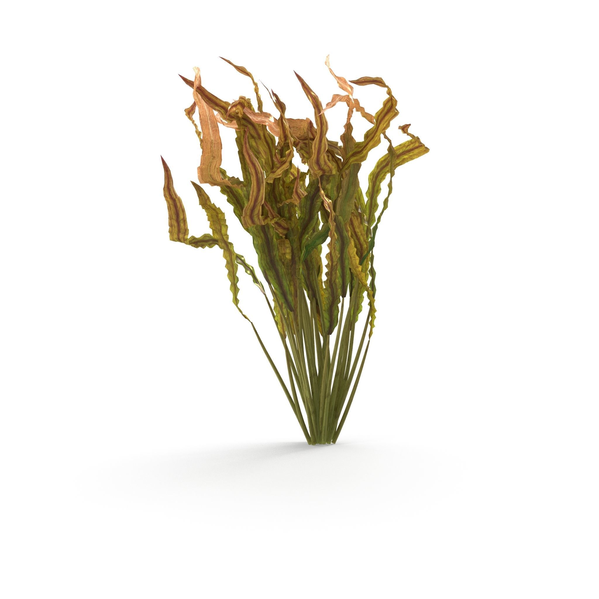 Cryptocoryne spiralis bend 3D model_6