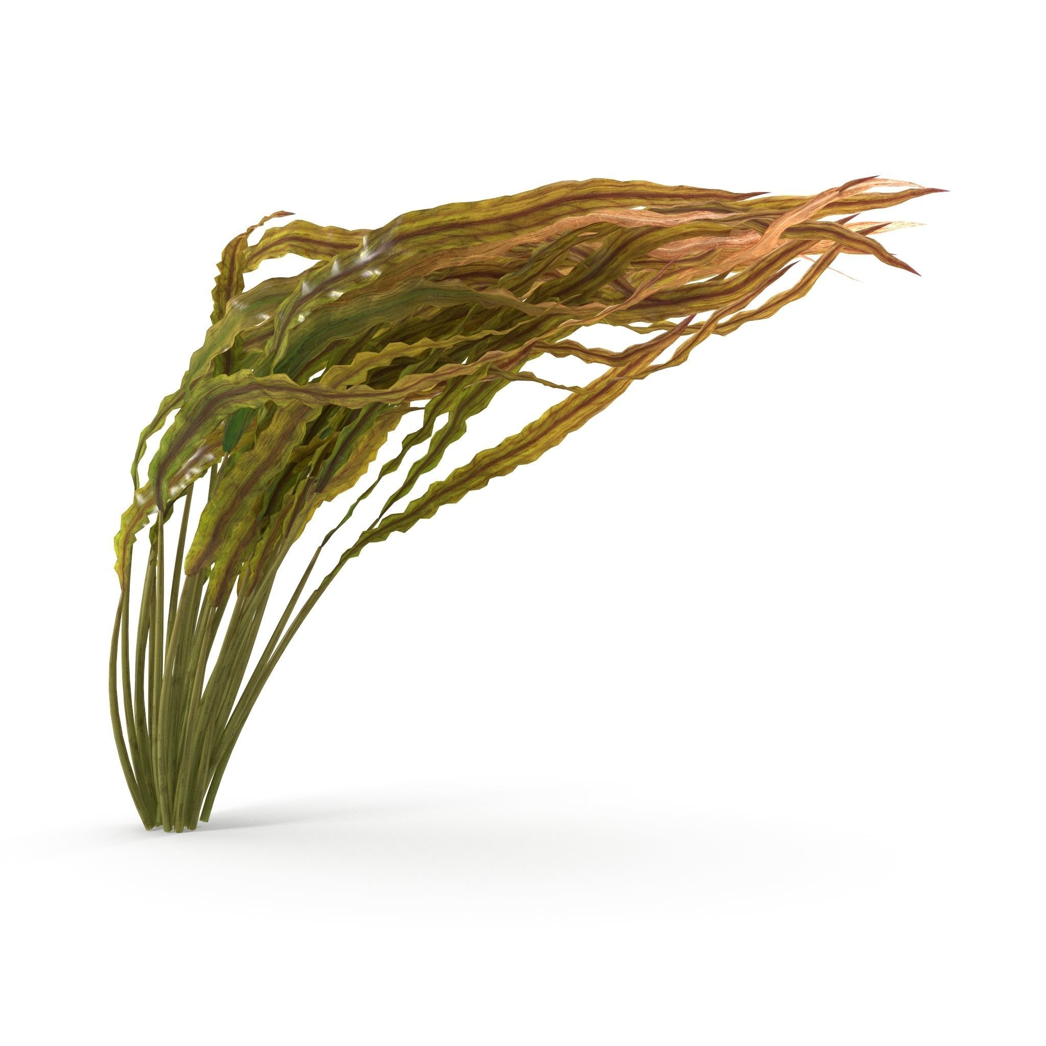Cryptocoryne spiralis bend 3D model_1