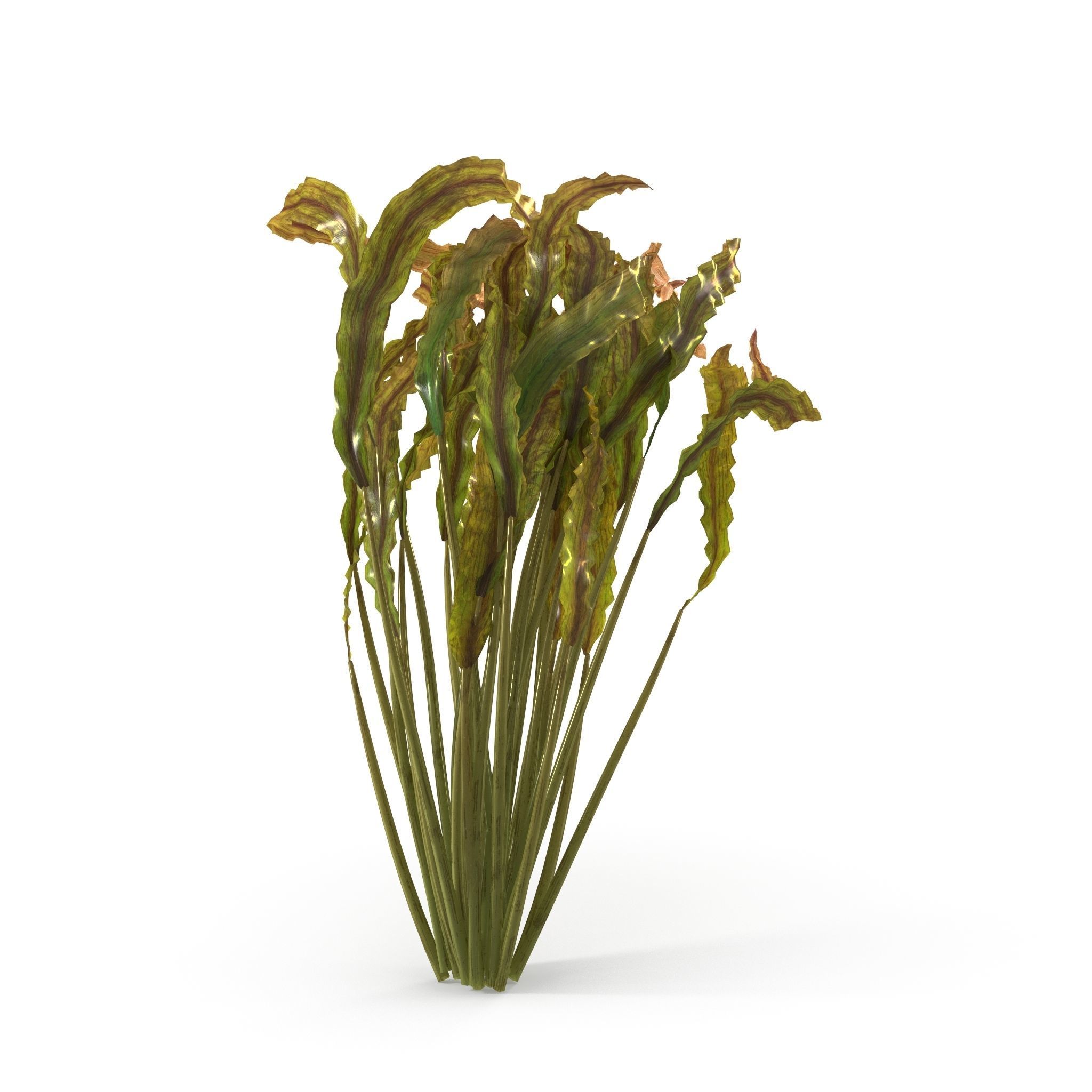 Cryptocoryne spiralis bend 3D model_4