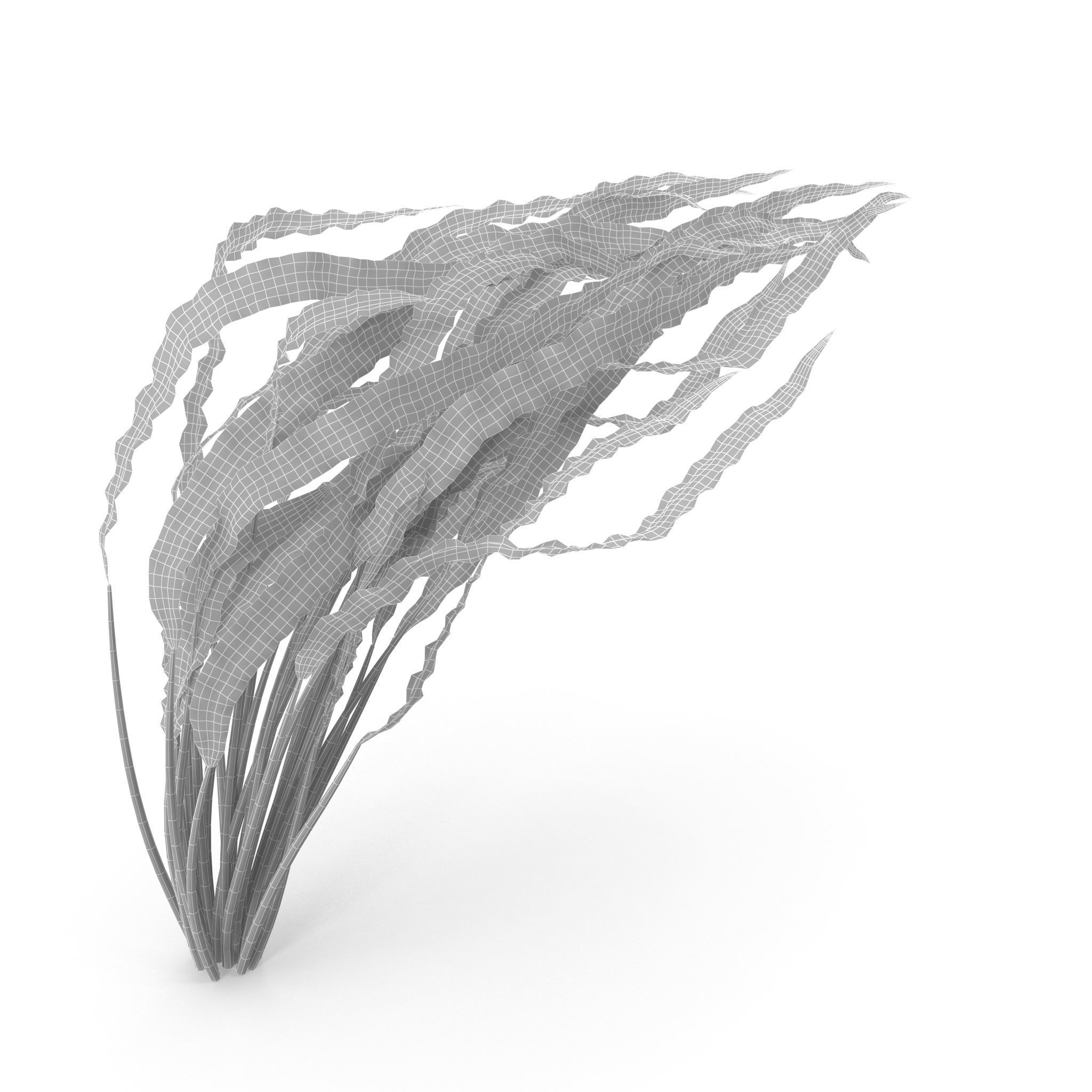 Cryptocoryne spiralis bend 3D model_8