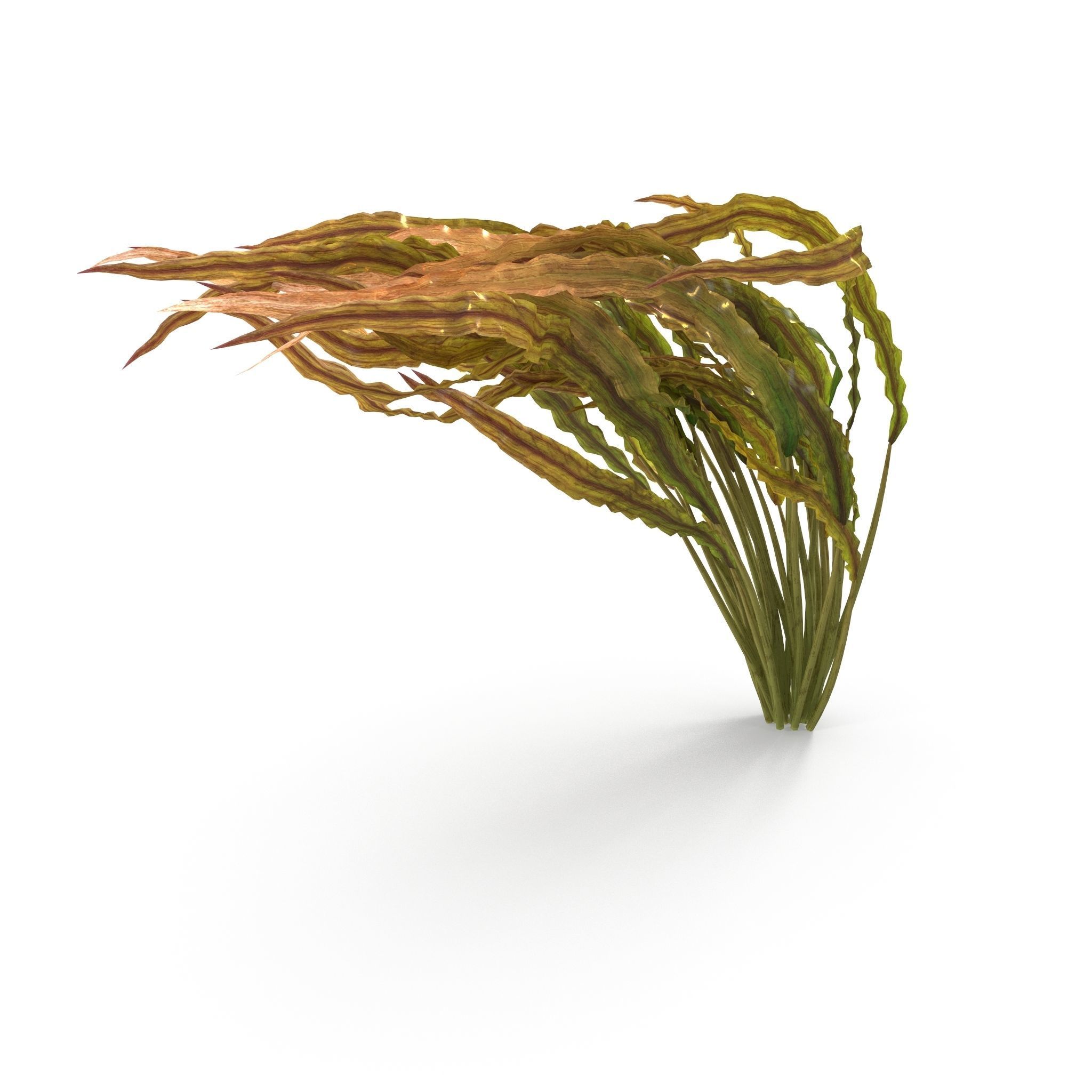 Cryptocoryne spiralis bend 3D model_3