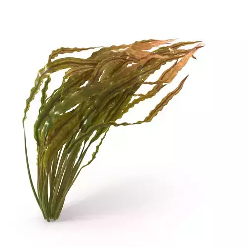 Cryptocoryne spiralis bend 3D model