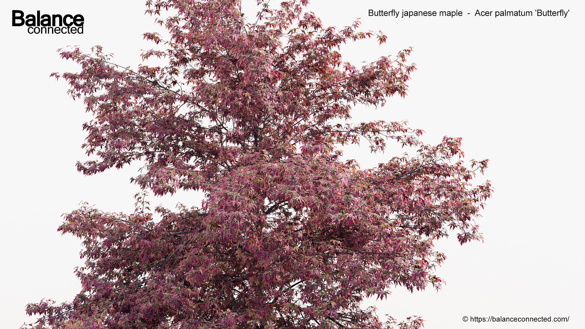 Butterfly japanese maple Acer palmatum Butterfly 3D Model 3D model_3
