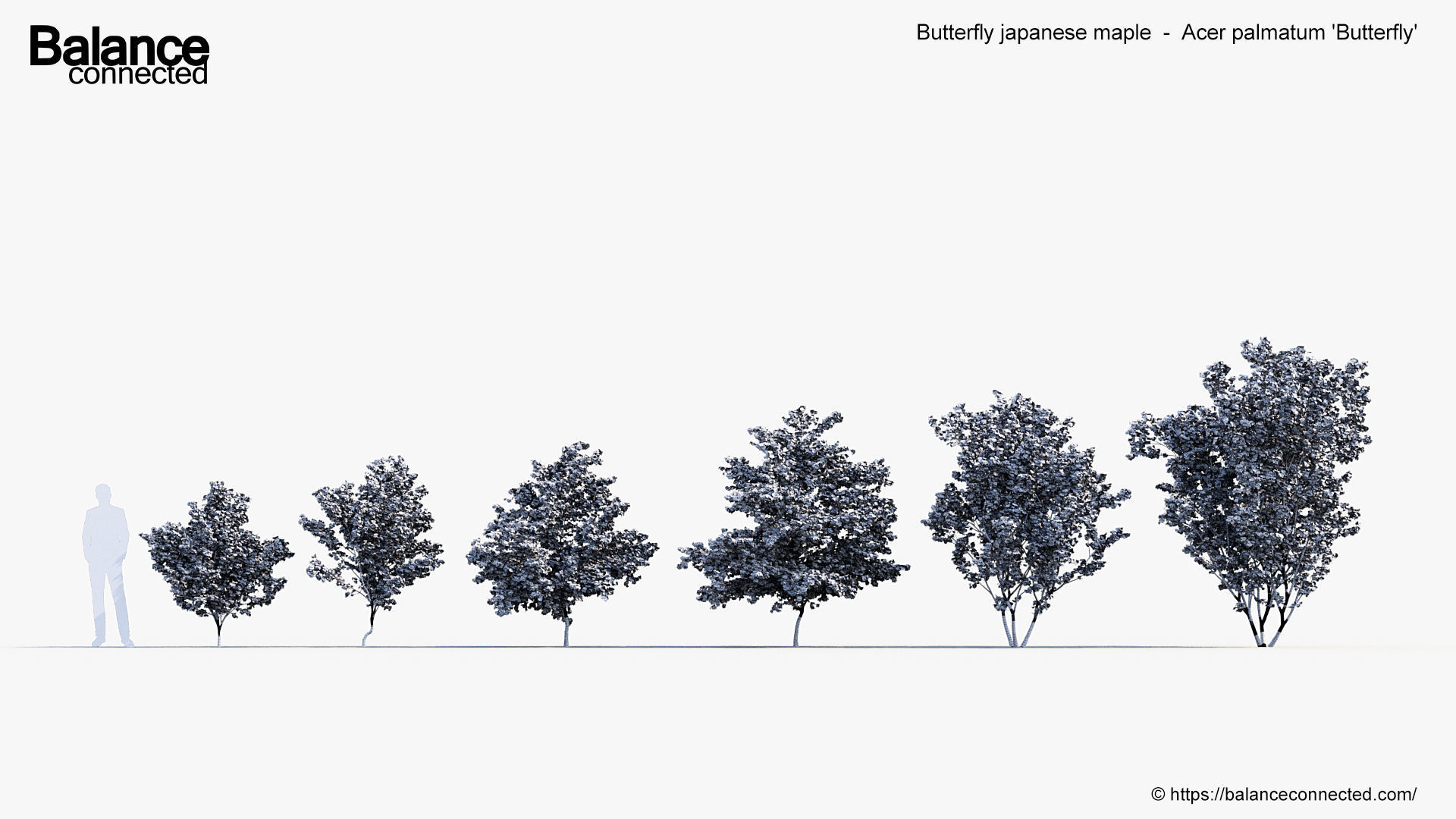 Butterfly japanese maple Acer palmatum Butterfly 3D Model 3D model_5