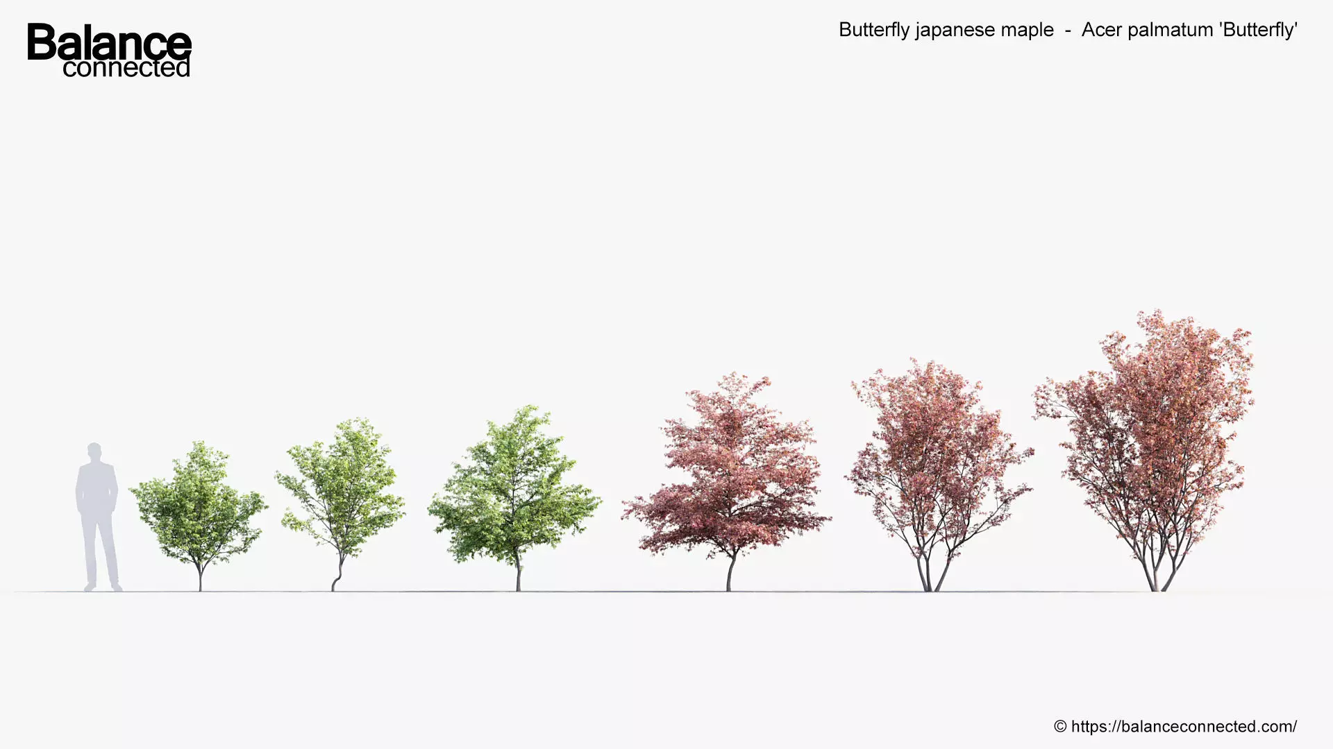 Butterfly japanese maple Acer palmatum Butterfly 3D Model 3D model_0